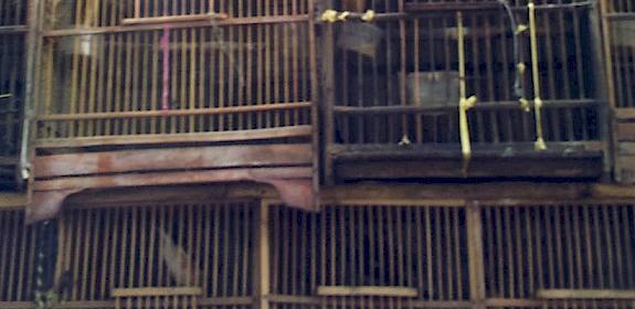 Chestnut-capped Laughing thrush and other birds in cages at a stall just outside Pramuka market, Jakarta © Serene Chng / TRAFFIC