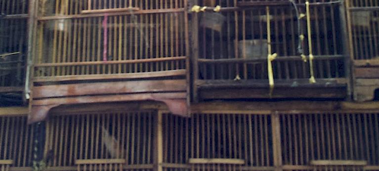 In The Market For Extinction Eastern And Central Java Wildlife