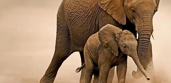 African elephant Loxodonta africana, young calf with adult female in Amboseli National Park, Kenya © Martin Harvey / WWF