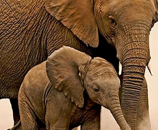 Drivers and trends of transnational wildlife crime in Kenya