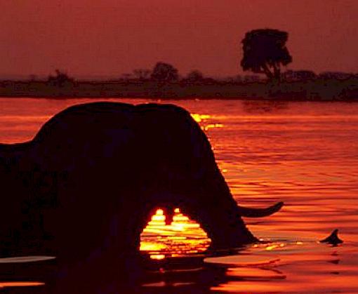 Setting Suns: the Historical Decline of Ivory and Rhino Horn Markets in Japan