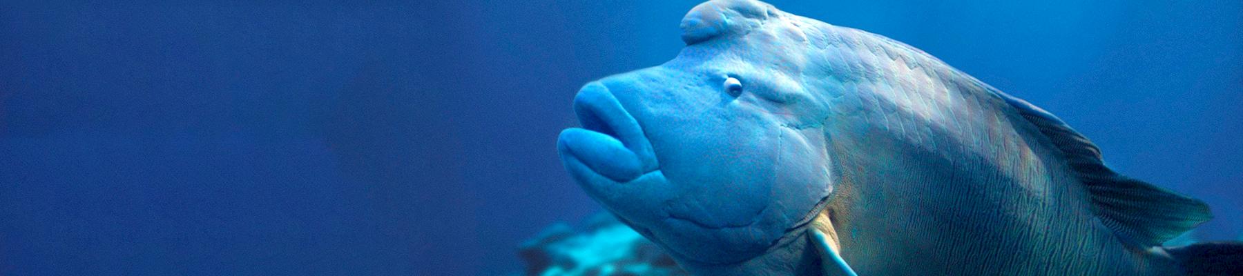 Humphead (Napoleon) wrasse Cheilinus undulatus © Darren Jew / WWF