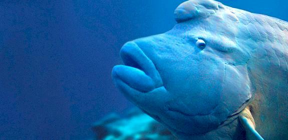 Humphead (Napoleon) wrasse Cheilinus undulatus © Darren Jew / WWF