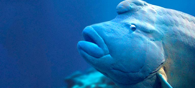 Napoleon fish