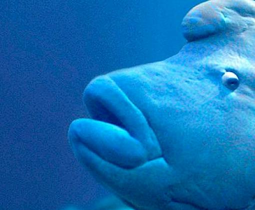 Humphead Wrasse Cheilinus undulatus trade into and through Hong Kong
