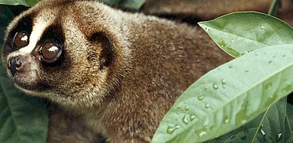 Male Slow loris Nycticebus coucang, Malaysia, in demand as exotic pets and observed in adverts on Facebook © Mikaail Kavanagh / WWF