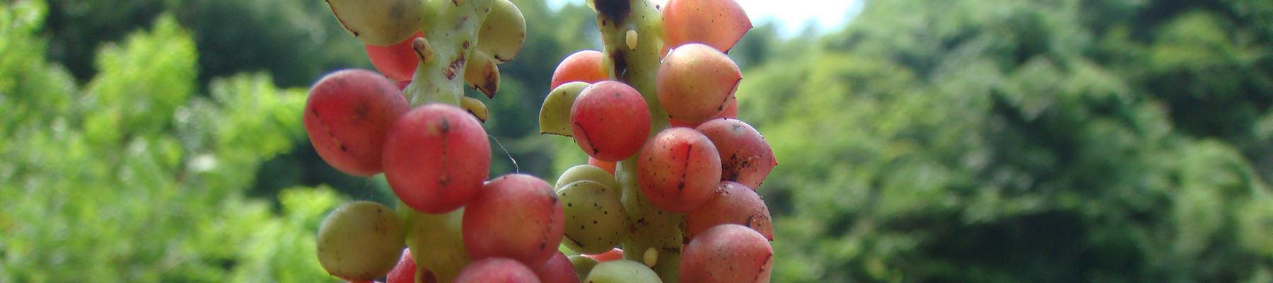 Schisandra berries, in high demand in China and widely wild-collected © TRAFFIC