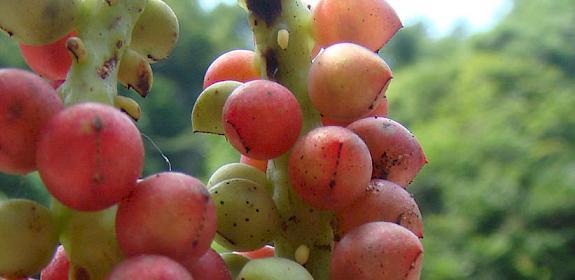 Schisandra berries, in high demand in China and widely wild-collected © TRAFFIC