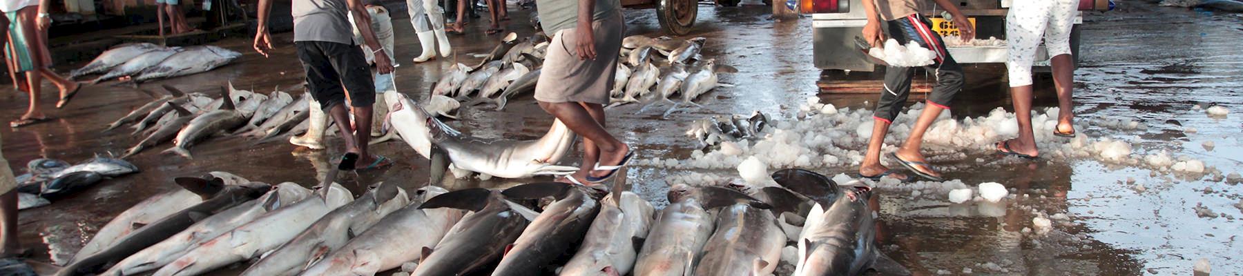 Various sharks being sorted before auction at the Negombo fish market, Sri Lanka © WWF / Andy Cornish