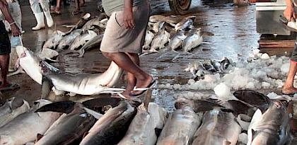 Traceability Systems in the CITES Context: Experiences, Best Practices and Lessons Learned for the Traceability of Commodities of CITES-listed Shark species