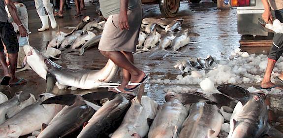Various sharks being sorted before auction at the Negombo fish market, Sri Lanka © WWF / Andy Cornish