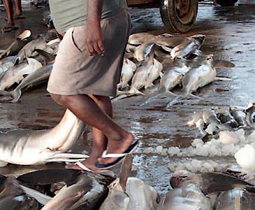 Traceability Systems in the CITES Context: Experiences, Best Practices and Lessons Learned for the Traceability of Commodities of CITES-listed Shark species
