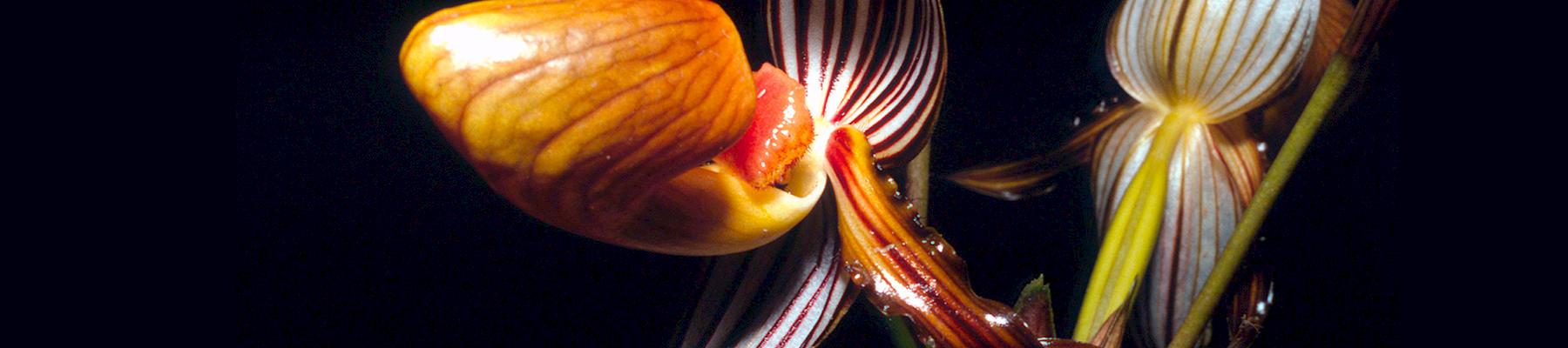 Paphiopedilium sp. Orchid Paniai © Ronald Petocz / WWF