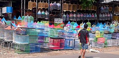 In the Market for Extinction: An inventory of Jakarta’s bird markets