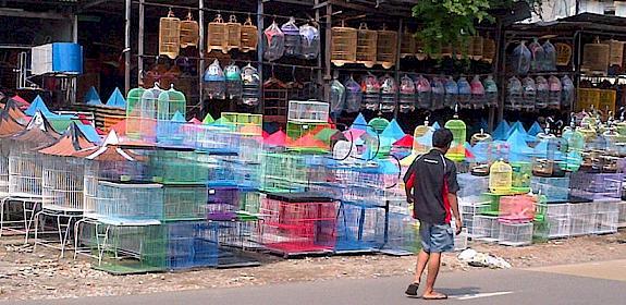 Rows of cages at a stall just outside Pramuka market, Jakarta © Kanitha Krishnasamy / TRAFFIC