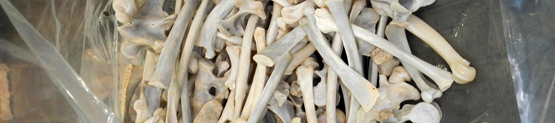 A bag of Lion bones in South Africa © Vivienne L. Williams