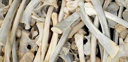 Bones of Contention: South African trade in African Lion bones and other body parts