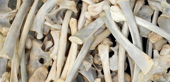 A bag of Lion bones in South Africa © Vivienne L. Williams