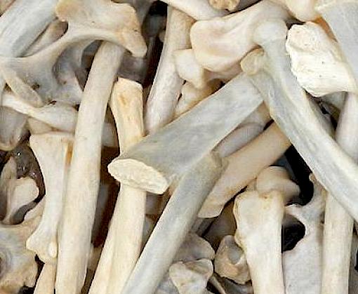 Bones of Contention: South African trade in African Lion bones and other body parts