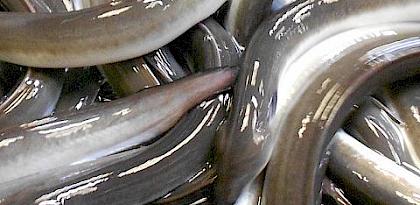 TRAFFIC的研究揭露變幻萬千的鰻魚貿易