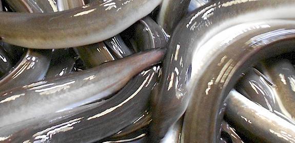 Eel farming in Japan © Vicki Crook and Hiromi Shiraishi / TRAFFIC EXAMPLE LINK FOR CUT OFF