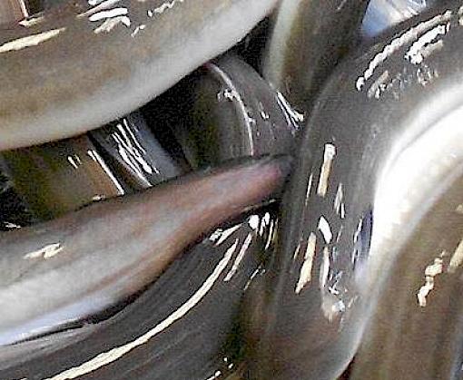 Eel market dynamics: Anguilla production, trade and consumption in East Asia