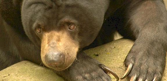 Sun Bear Helarctos malayanus often dubbed as honey bear in Indonesia © WWF-Indonesia / Saipul Siagian