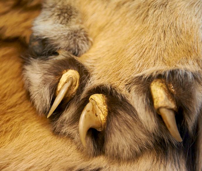 Tấm da hổ với móng vuốt bị thu giữ © Ola Jennersten / WWF-Thụy Điển