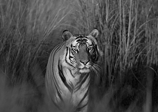 World Tiger Day 2017