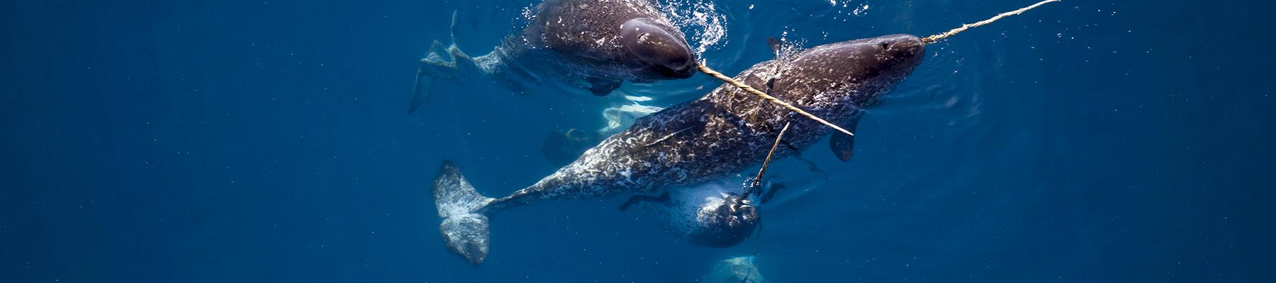 Male narwhals Monodon monoceros caress one another with their tusks in Admiralty Inlet, Nunavut, Canada © Paul Nicklen / National Geographic Creative / WWF-Canada