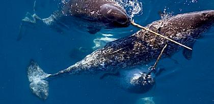Breaking the Ice: International trade in Narwhals, in the context of a changing Arctic