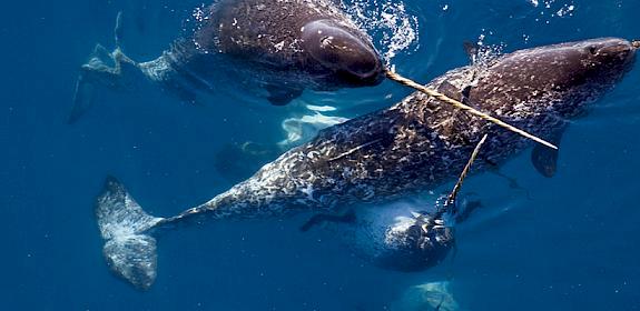 Male narwhals Monodon monoceros caress one another with their tusks in Admiralty Inlet, Nunavut, Canada © Paul Nicklen / National Geographic Creative / WWF-Canada