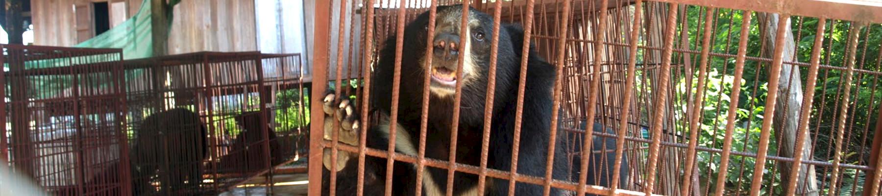 Black Bear in a bear farm in Savannahket, Laos © TRAFFIC