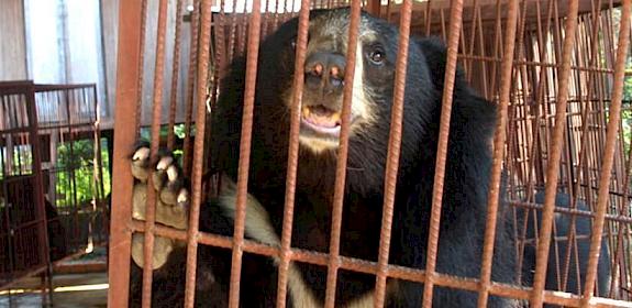 Black Bear in a bear farm in Savannahket, Laos © TRAFFIC