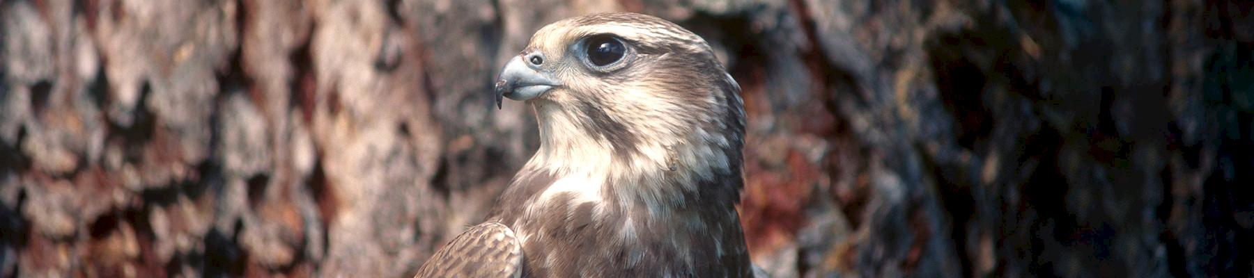 Central Asia is home to Saker Falcons, a species often used for falconry purposes outside the region © Hartmut Jungius / WWF