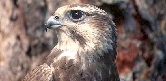 Central Asia is home to Saker Falcons, a species often used for falconry purposes outside the region © Hartmut Jungius / WWF