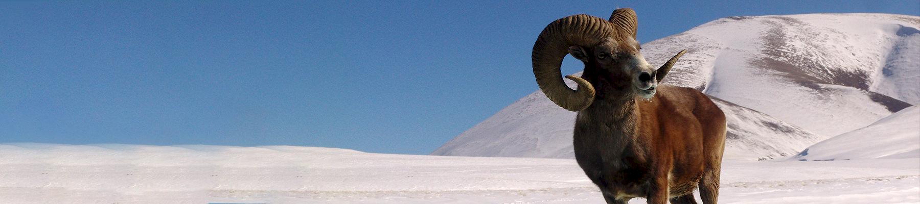 Argali, or the mountain sheep Ovis ammon © Alexander Kreik / WWF-Russia