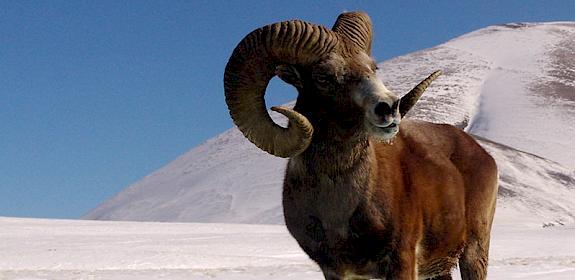 Argali, or the mountain sheep Ovis ammon © Alexander Kreik / WWF-Russia