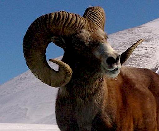 A Framework for CITES non-detriment findings for hunting trophies with a focus on Argali Ovis ammon