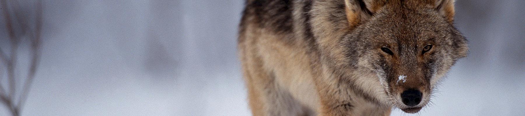 Wolf Canis lupus © Staffan Widstrand / WWF