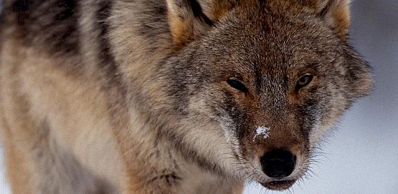 Wolf Canis lupus © Staffan Widstrand / WWF