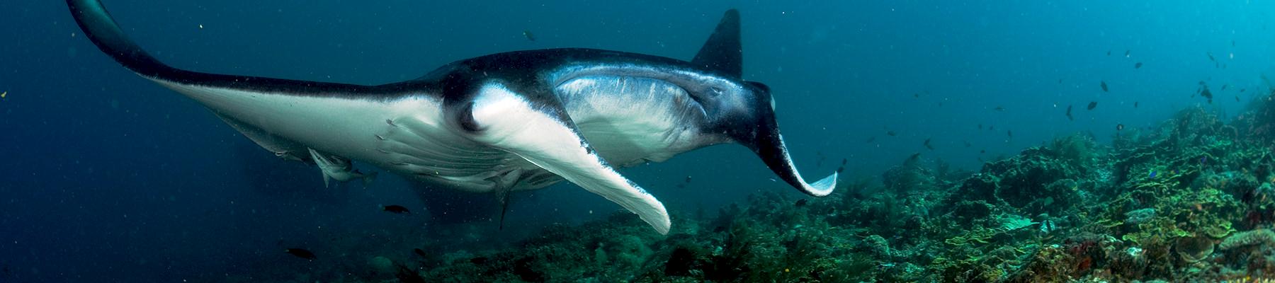 Many manta rays Manta birostris are chiefly traded for their gill rakers © Jürgen Freund / WWF