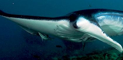 Into the deep: Implementing CITES measures for commercially-valuable sharks and manta rays