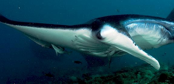 Many manta rays Manta birostris are chiefly traded for their gill rakers © Jürgen Freund / WWF