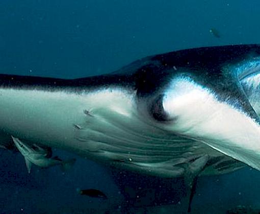Into the deep: Implementing CITES measures for commercially-valuable sharks and manta rays