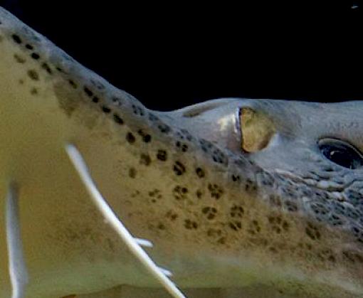 Illegal caviar trade in Bulgaria and Romania