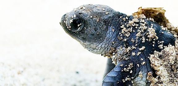 Green turtle Chelonia mydas © Roger Hooper / WWF
