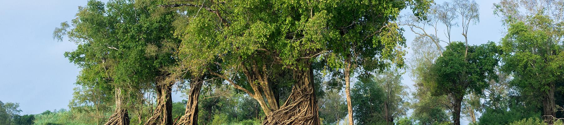 Protecting forests through sustainable timber trade © Thomas Cristofoletti / WWF-UK