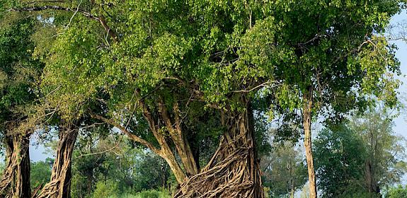 Protecting forests through sustainable timber trade © Thomas Cristofoletti / WWF-UK