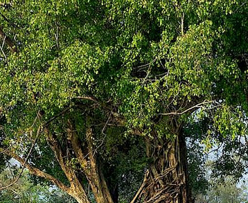 New project to promote sustainable, legal and responsible timber trade in Viet Nam